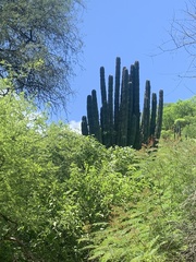 Pachycereus pecten-aboriginum
