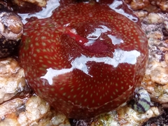 Actinia fragacea