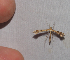 Trichoptilus ceramodes