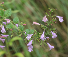 Clinopodium nepeta
