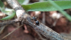 Stenaelurillus sarojinae