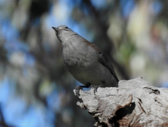 Colluricincla harmonica