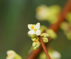 Pimelea axiflora axiflora