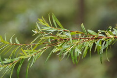 Pimelea axiflora axiflora