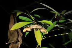 Amplypterus panopus