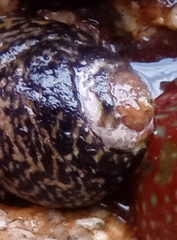 Trochoidea