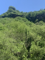 Stenocereus montanus