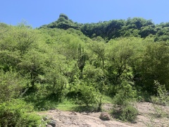 Stenocereus montanus