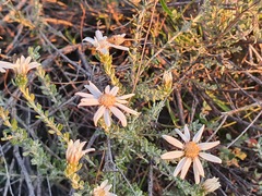 Olearia pimeleoides