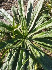 Helminthotheca echioides