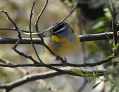 Pardalotus punctatus