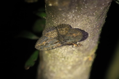 Anisoneura salebrosa
