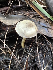 Rhodocybe