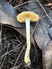 Rhodocybe
