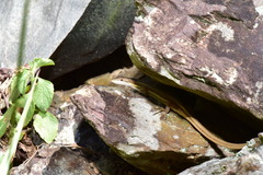 Takydromus viridipunctatus