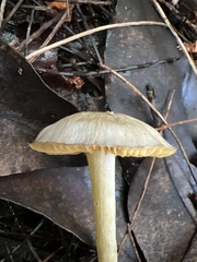 Rhodocybe