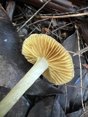 Rhodocybe