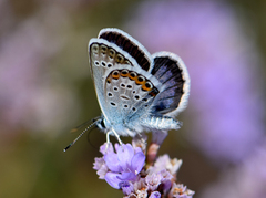Plebejus argus