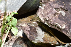 Takydromus viridipunctatus