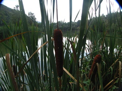 Typha angustifolia