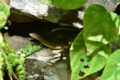 Takydromus viridipunctatus