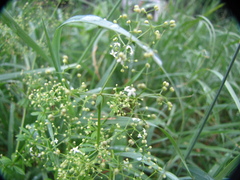Galium album