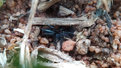 Zelotes