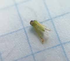 Cicadellidae