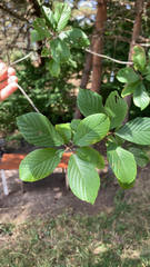 Rhamnaceae