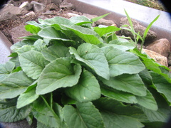 Campanula rapunculoides