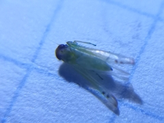 Cicadellidae