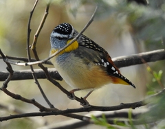 Pardalotus punctatus