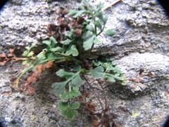 Asplenium ruta-muraria