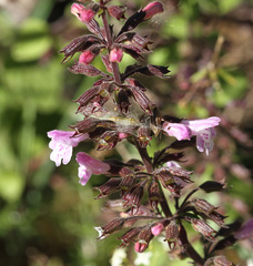 Clinopodium nepeta