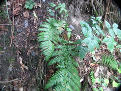 Dryopteris filix-mas