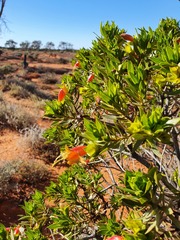 Eremophila