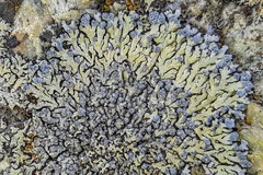 Lecanoromycetes