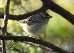 Pardalotus punctatus