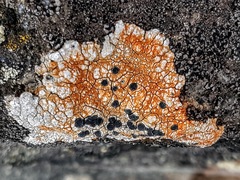 Lecanoromycetes