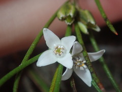 Cyanothamnus subsessilis