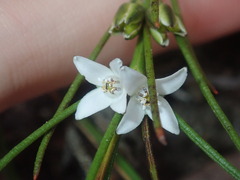 Cyanothamnus subsessilis