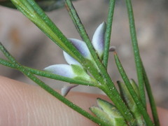 Cyanothamnus subsessilis