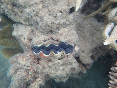 Tridacna
