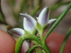 Cyanothamnus subsessilis