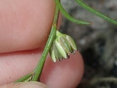 Cyanothamnus subsessilis