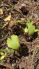 Dioscorea communis