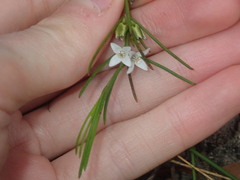 Cyanothamnus subsessilis