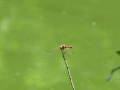 Sympetrum vulgatum