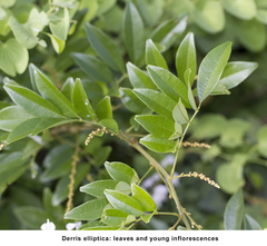 Derris elliptica