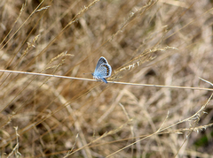 Plebejus argus